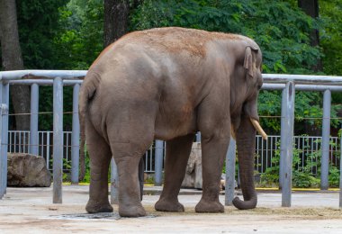 fil, hayvanat bahçesinde yeşil ağaçların arka planda