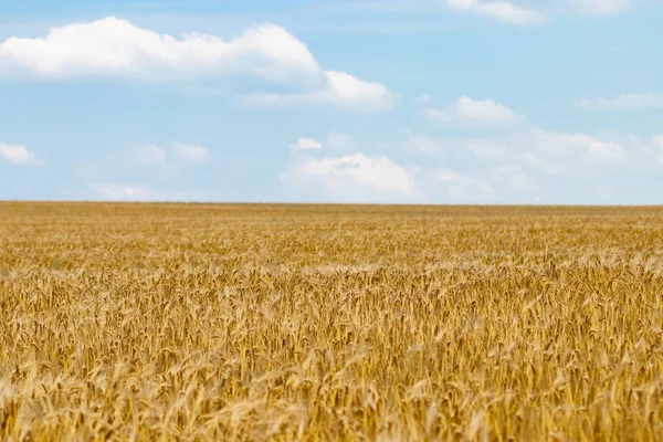 Pšeničné pole. Uši pšenice golden zblízka. Pozadí ripeni — Stock fotografie