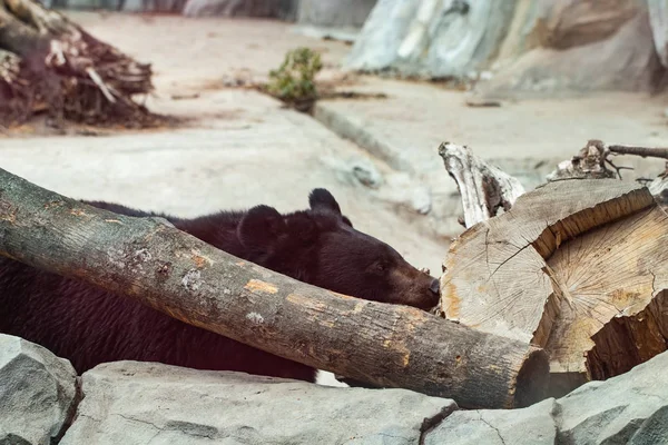 Большой черный медведь в зоопарке — стоковое фото