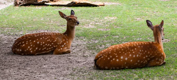 Spotted or sika deer in the zoo. Japanese or dappled deer — Stock Photo, Image