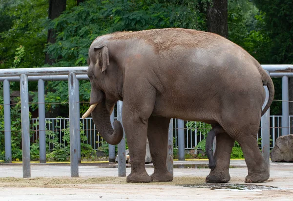 fil, hayvanat bahçesinde yeşil ağaçların arka planda