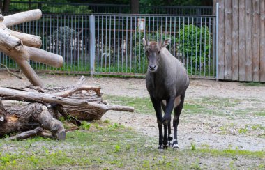 Nilgai (Boselaphus tragocamelus), nilgau veya bl olarak da bilinir