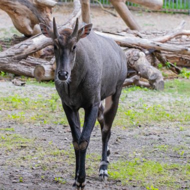 Nilgai (Boselaphus tragocamelus), nilgau veya bl olarak da bilinir
