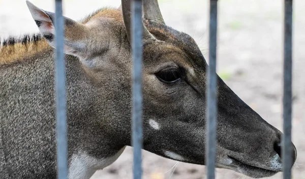 Nilgai (Boselaphus tragocamelus), nilgau veya bl olarak da bilinir — Stok fotoğraf