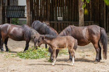 hayvanat bahçesinde yeşil ağaçların arka planda grup midilli