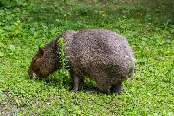 Capybaras - Hydrochaeris hydrochaeris - Самый крупный из ныне живущих грызунов — стоковое фото