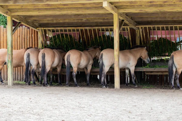 Koně przewalskiho krmí v zoo — Stock fotografie