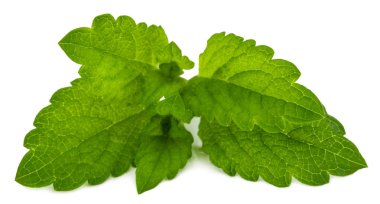 melissa, taze yaprak yeşil beyaz zemin üzerine izole