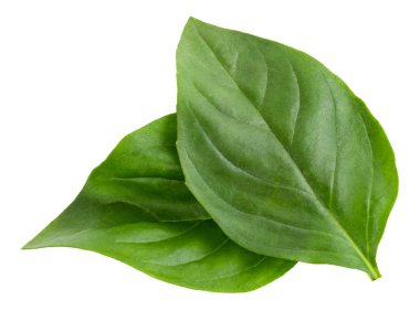 Fesleğen yaprakları kırpma yolu ile beyaz arkaplanda izole