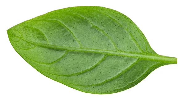 Feuilles de basilic isolées sur fond blanc avec chemin de coupe — Photo