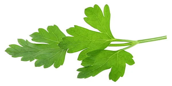 Leaves of fresh parsley  isolated on white background. macro — Stock Photo, Image