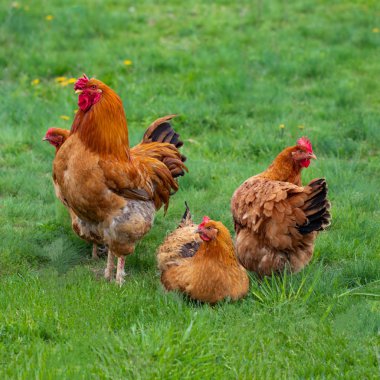tavuk ve yeşil çim - ücretsiz aralığı tavuk