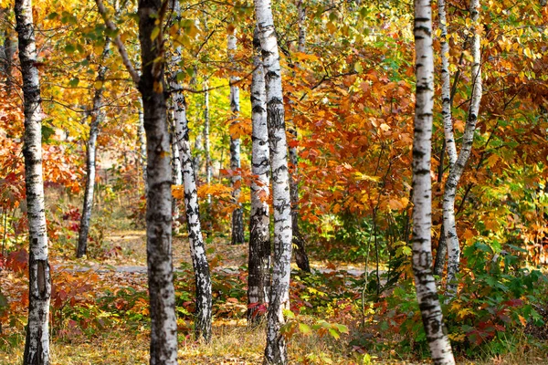 Piękny krajobraz, żółty las brzozowy i słońce — Zdjęcie stockowe