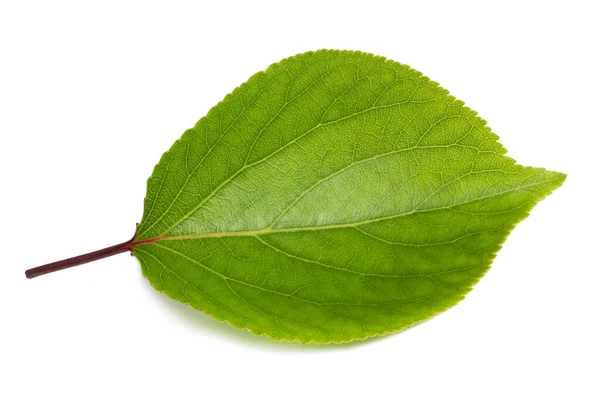 Зелене Листя Абрикос Ізольоване Білому Фоні — стокове фото