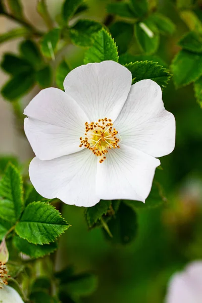 Fehér Csipkebogyó Virág Háttér Zöld Kert — Stock Fotó