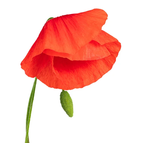 Red Poppy Flower Isolated White Background — Stock Photo, Image