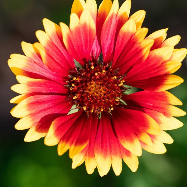 Blomma Gaillardia Aristata Blommar Parken — Stockfoto