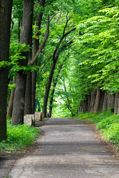 Droga Parku Letni Park Zielonymi Drzewami — Zdjęcie stockowe