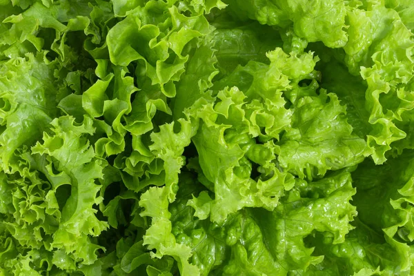 Fundo Alface Salada Fresca Fundo Alimentar Saudável — Fotografia de Stock