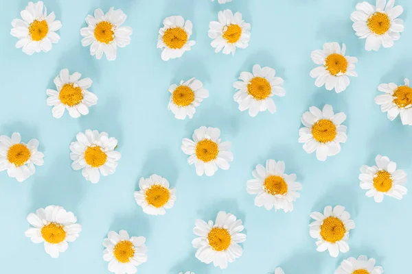 Daisy pattern. Flat lay spring and summer chamomile flowers on a blue background.Top view.