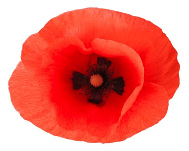 Kırmızı gelincik çiçeği beyaz arkaplanda izole edilmiş.