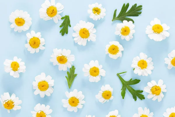 Daisy pattern. Flat lay spring and summer chamomile flowers on a blue background.Top view.
