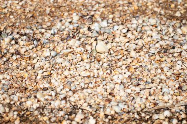 Deniz kabuklarından yapılmış plaj arkaplan dokusu. Deniz kabuğu deseni.