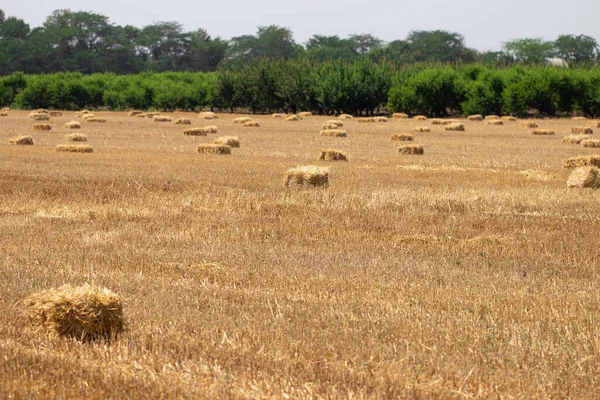Fardos Feno Campo Agricultura Dourada Paisagem Ensolarada Com Fardos Palha — Fotografia de Stock