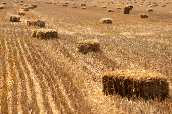 Fardos Feno Campo Agricultura Dourada Paisagem Ensolarada Com Fardos Palha — Fotografia de Stock