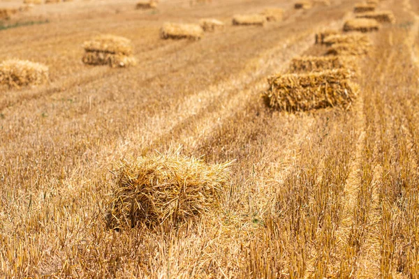 Fardos Feno Campo Agricultura Dourada Paisagem Ensolarada Com Fardos Palha — Fotografia de Stock