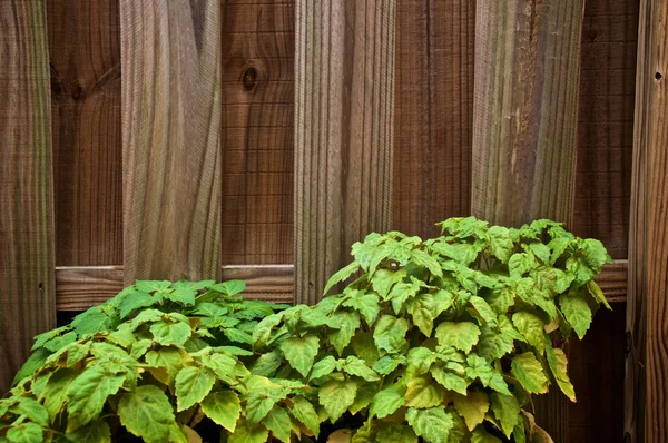 Old Wooden Stockade Fence Lush Green Patchouli Plant Used Make — Stock Photo, Image