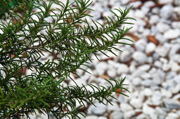 Full Green Rosemary Branches Fill Image Left Leaving Copy Space — Stock Photo, Image