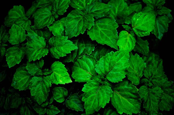 Lush Healthy Green Patchouli Plant Wet Being Rained Making Colors — Stock Photo, Image