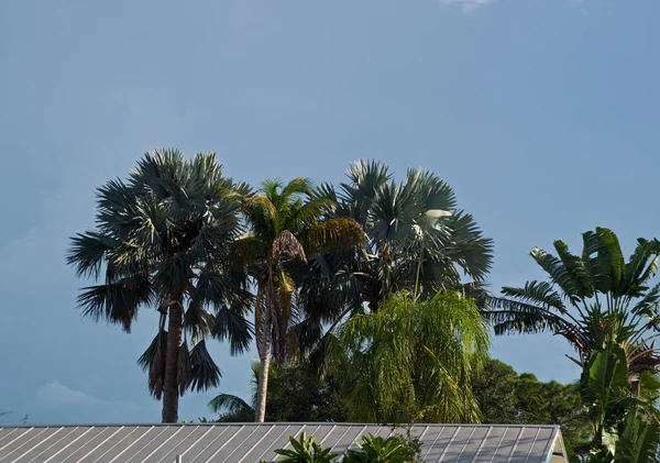 Многочисленные Типы Пальм Показаны Растущими Высоко Над Домом Bonita Springs — стоковое фото