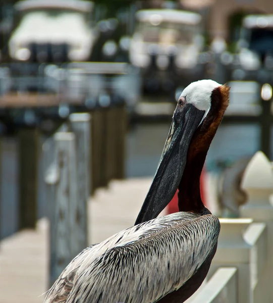 Profile View Adult Brown Pelican Perched Pier Marina Gulf Mexico — Stock Photo, Image