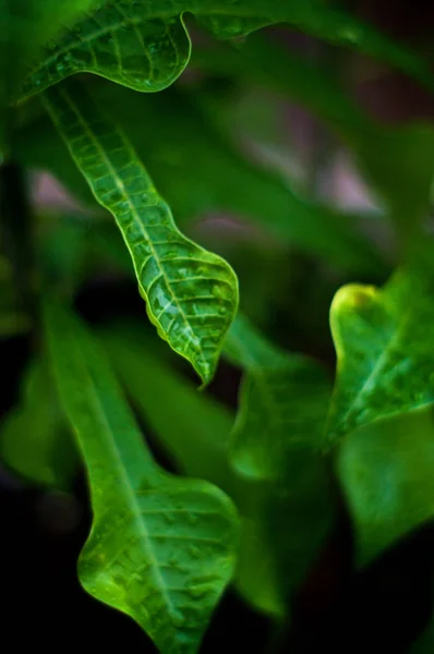 Profundidade Muito Rasa Arquivado Mostrando Licença Alongada Árvore Plumeria Frangipani — Fotografia de Stock