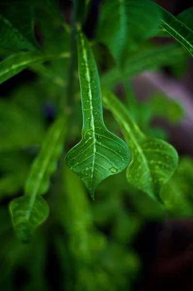 Very Shallow Depth Filed Showing Elongated Leave Frangipani Plumeria Tree — Stock Photo, Image