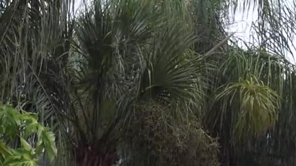 Group Plam Trees Seen Swaying Wind Created Heavy Tropical Rainstorm — Stock Video