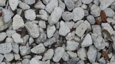 Küçük karıncalar veya ileri geri Florida beyaz kayalar üzerinde kaynıyor termitler büyük bir koloni üzerinde düz aşağı bakıyor. Kertenkele ile.