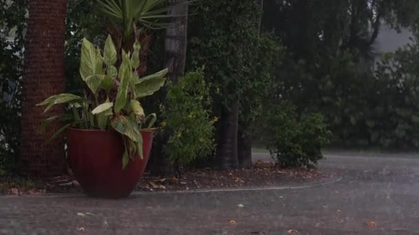 View Large Potted Plant Trees Driveway Tropical Rainstorn Naples Florida — Stock Video