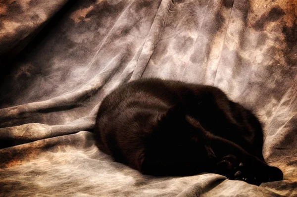 Kot Hawana Brown Jest Zwinięty Kłębek Śpiący Tle Artysta Dając — Zdjęcie stockowe