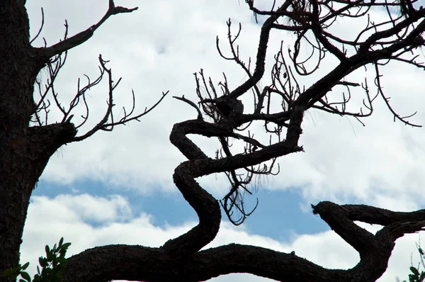 Looking Top Dead Slash Pine Tree Showing Gnarly Crooked Spooky — Stock Photo, Image