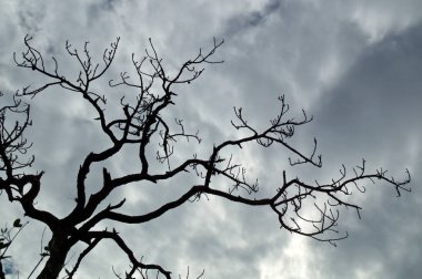 Ölü eğik çizgi çam ağacı, budaklı, gösterilen üst kısmında ararken çarpık, korkutucu bir ninjaydım görünümlü dalları karşı bir bulut gökyüzünü doldurdu.