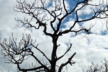 Ölü eğik çizgi çam ağacı, budaklı, gösterilen üst kısmında ararken çarpık, korkutucu bir ninjaydım görünümlü dalları karşı bir bulut gökyüzünü doldurdu.