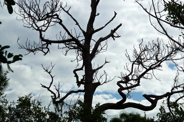 Looking Top Dead Slash Pine Tree Showing Gnarly Crooked Spooky — Stock Photo, Image