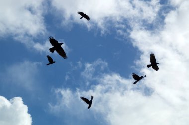 Looking up at a group of six black crows flying and circling in the afternoon sky silhouetted against clouds, also known as a murder of crows. clipart