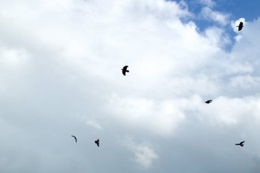 Uçan ve öğleden sonra bu gökyüzü bulutlar karşı kontrast olarak da bilinen crows bir murder çember altı siyah kargalar bir grup bakarak.