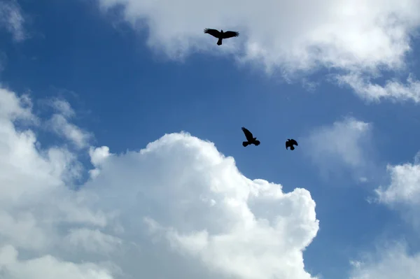 Mirando Hacia Arriba Tres Cuervos Negros Volando Dando Vueltas Cielo —  Fotos de Stock