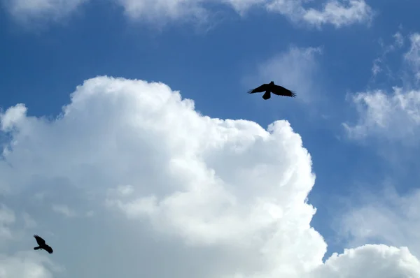 Podíval Dvou Černých Vran Létání Krouží Odpolední Obloze Rýsuje Proti — Stock fotografie