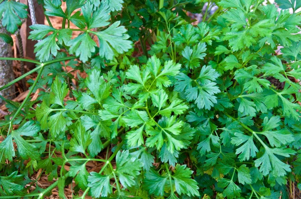 Olhando Para Baixo Salsa Italiana Exuberante Planta Jardim Quintal — Fotografia de Stock